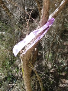 Ribbons at Brighids Well, Beltane 2015